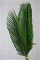 cycas palm